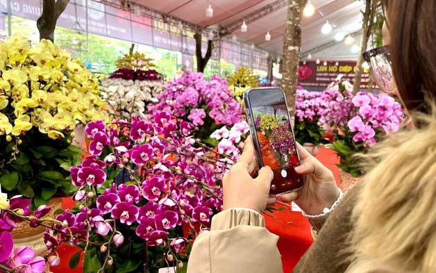 Lan hồ điệp giá hàng chục triệu đồng “xuống phố” dịp Tết Nguyên đán 2026