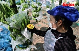 Khi tiêu chuẩn trở thành 'tấm vé thông hành' của nông sản Việt