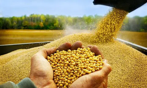 Tin vui giá đậu tương chạm mức cao nhất 3 tuần