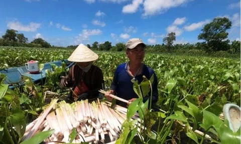 Giá nông sản hôm nay 17/5: Vải thiều Tân Yên hút khách, hoa cúc Đà Lạt giá cao, ngô giảm