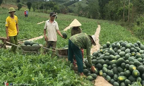 Giá nông sản hôm nay 2/6: Dưa hấu Nghệ An đắt hàng, cà phê quay đầu giảm nhẹ