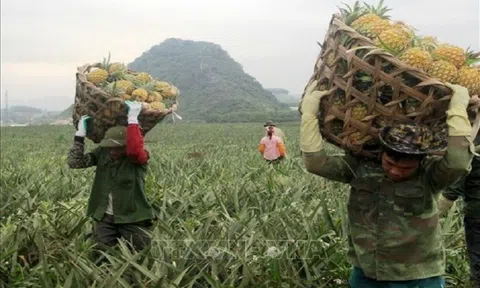 Giá nông sản 6/7: Sầu riêng đà tăng, dứa mật vào mùa được giá