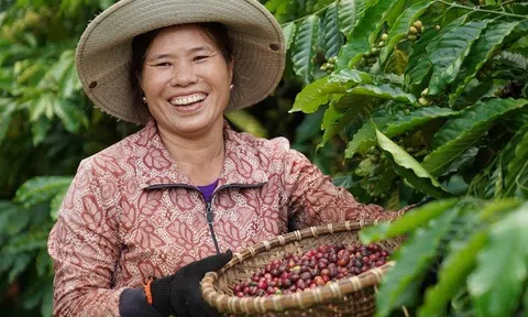Giá nông sản 15/7: Cà phê tăng kỷ lục, lúa gạo đi ngang