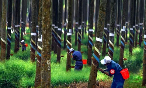 Tập đoàn Công nghiệp Cao su Việt Nam ghi dấu ấn tượng trong 6 tháng đầu năm