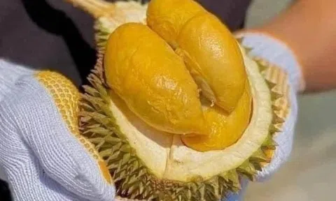 Giá sầu riêng hôm nay 3/10: Giá sầu riêng Thái chạm ngưỡng 105.000 đồng/kg