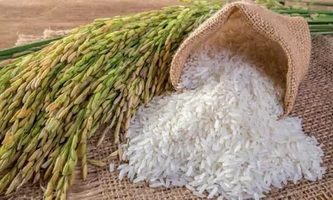 Giá lúa gạo hôm nay ngày 3/10/2024: Gạo trong nước tăng nhẹ, gạo xuất khẩu giảm