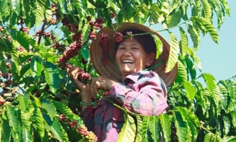 Giá cà phê hôm nay 6/10: Tăng mạnh, Việt Nam thu về gần 4,4 tỷ USD từ xuất khẩu cà phê