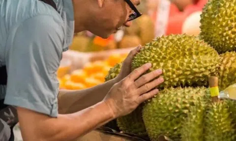 Giá sầu riêng hôm nay 6/10: Giữ vững đà tăng, xuất khẩu thắng lớn tại Trung Quốc
