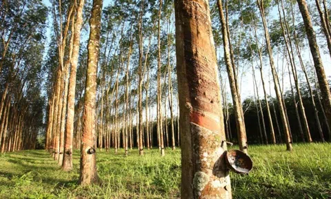Giá cao su hôm nay 31/10: Giảm xuống mức thấp nhất trong gần hai tháng