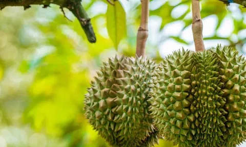 Giá sầu riêng hôm nay 4/11: Duy trì ở mức cao, sầu Thái A đạt 175.000 đồng/kg