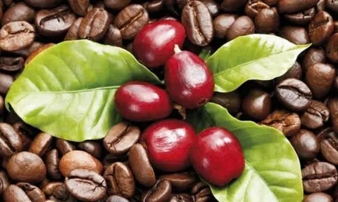 Giá cà phê hôm nay 4/11/2024: Rơi tự do hơn 3.000 đồng/kg