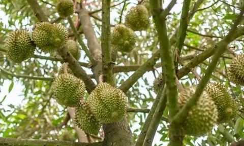 Giá sầu riêng hôm nay 28/11: Tăng mạnh tại nhiều vùng trồng chính