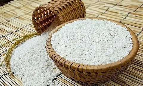 Giá lúa gạo hôm nay 28/11: Thị trường ổn định, xuất khẩu đối mặt thách thức mới