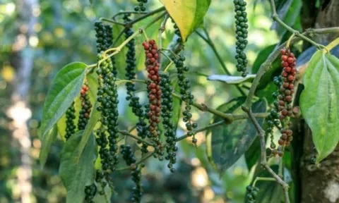 Giá tiêu hôm nay 22/12/2024: Giá tiêu tại Đắk Lắk giảm mạnh nhất, thị trường xuất khẩu tích cực