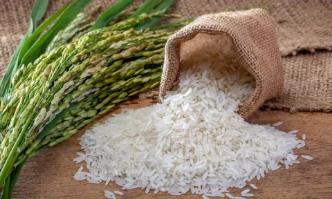 Giá lúa gạo hôm nay 25/12/2024: Giảm nhẹ ở một số chủng loại, xuất khẩu đạt kỷ lục 5,8 tỷ USD