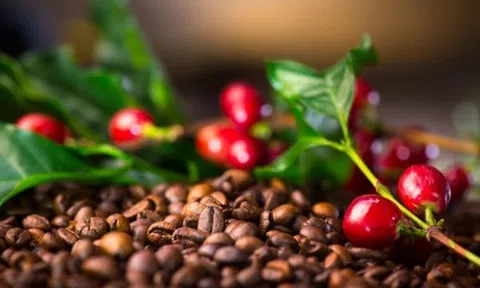 Giá cà phê hôm nay 7/1/2025: Trong nước nhích tăng, cà phê Đắk Nông cao nhất cả nước