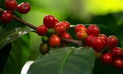 Bản tin nông sản hôm nay 7/1/2025: Giá cà phê tăng nhẹ, giá hồ tiêu ổn định, giá lúa gạo giảm mạnh