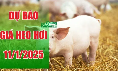 Dự báo giá heo hơi ngày ngày 11/1/2025: Tiếp tục xu hướng tăng cao?