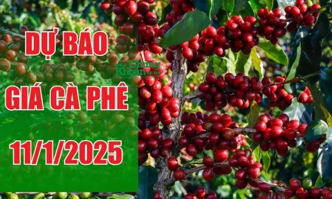 Dự báo giá cà phê ngày 11/1/2025: Duy trì ổn định hay giảm nhẹ?