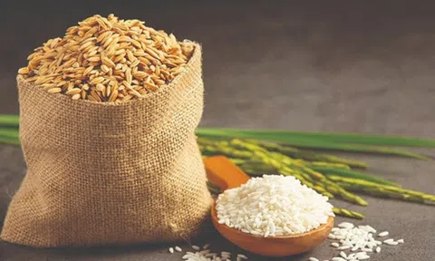 Giá lúa gạo hôm nay 16/1/2025: Giá gạo xuất khẩu giảm, áp lực cạnh tranh tăng cao