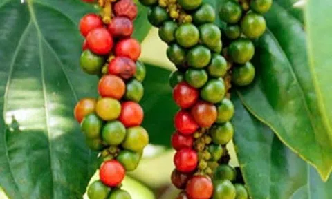 Giá tiêu hôm nay 16/1/2025: Tiếp tục giảm, kỳ vọng vụ mùa đạt năng suất cao