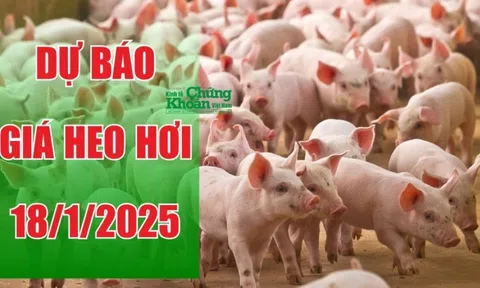 Dự báo giá heo hơi ngày 18/1/2025: Thị trường tiếp đà giảm?