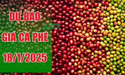 Dự báo giá cà phê ngày 18/1/2025: Giữ vững đà tăng?