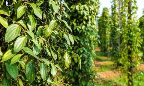 Giá tiêu hôm nay 4/2/2025: Tăng mạnh sau Tết, chạm mốc kỷ lục trong năm