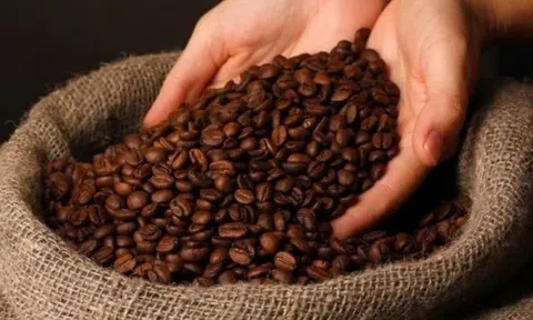 Giá cà phê hôm nay 16/3/2025: Giảm đồng loạt cuối tuần, cà phê Arabica chạm đáy hai tuần