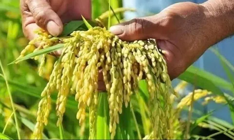 Giá lúa gạo hôm nay 16/3/2025: Đồng loạt giảm nhẹ, giao dịch chậm
