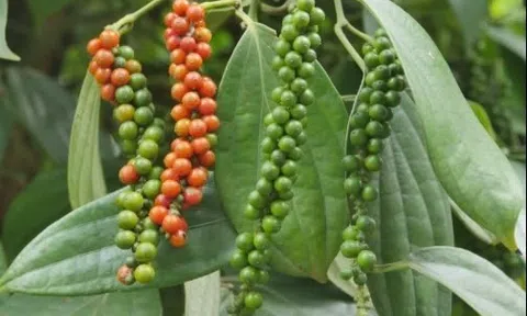 Giá tiêu hôm nay 20/3/2025: Thị trường giảm nhẹ, giá tiêu xuất khẩu tăng