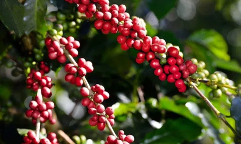 Mùa cà phê đang chín, giá sẽ 'ngọt' hay 'đắng'?