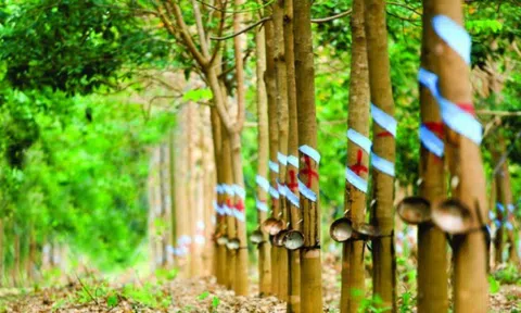 Cao su Hòa Bình (HRC) đặt mục tiêu lãi sau thuế quý IV/2025 đạt 4,5 tỷ đồng