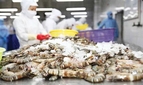 Mỹ giảm mạnh thuế chống bán phá giá với tôm Việt Nam