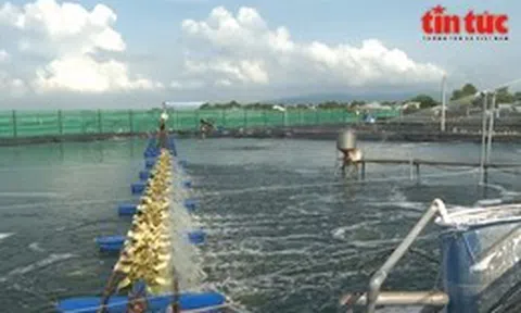 Gỡ điểm nghẽn chuỗi giá trị để thúc đẩy ngành thủy sản phát triển bền vững