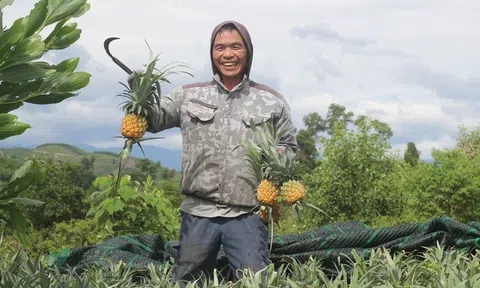 Làm giàu từ mô hình trồng dứa theo chuỗi liên kết bền vững