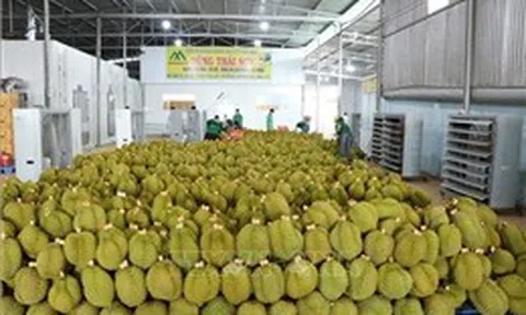 Nông sản Việt chinh phục Trung Quốc bằng chất lượng và sự an toàn