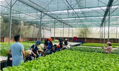 Nông nghiệp xanh mở lối hút khách về với vùng quê TP Hồ Chí Minh