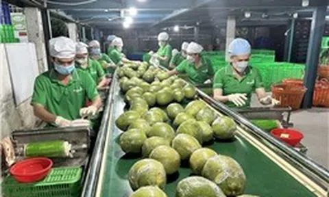 TP Hồ Chí Minh tiếp sức nông sản Việt chinh phục thị trường toàn cầu