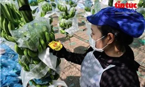 Khi tiêu chuẩn trở thành 'tấm vé thông hành' của nông sản Việt