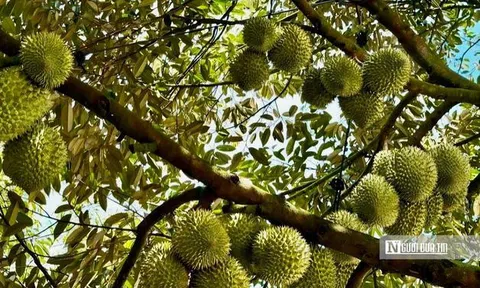 Chính phủ sửa loạt quy định về cấp mã số vùng trồng nông sản, cơ sở đóng gói