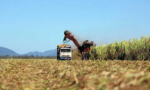 Đường nội ngoại đua nhau tăng giá