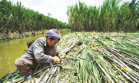 Bảo vệ sản xuất trong nước để cạnh tranh bình đẳng khi hội nhập