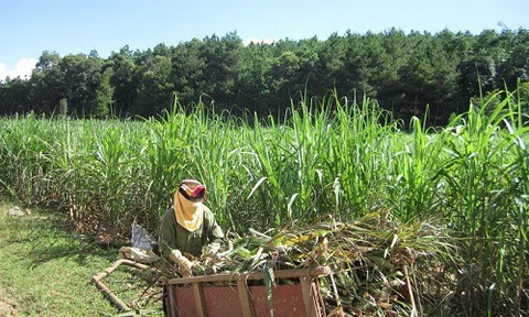 Nhìn lại bức tranh ngành mía đường Việt Nam năm 2020 và triển vọng 2021