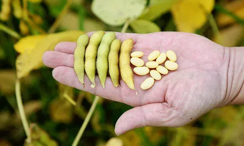 GIỐNG ĐẬU NÀNH VINASOY 02-NS ĐƯỢC PHÉP LƯU HÀNH TẠI KHU VỰC ĐỒNG BẰNG SÔNG HỒNG