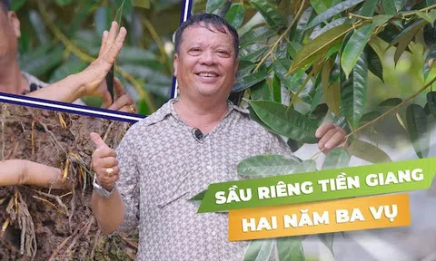 Bí quyết phục hồi sầu riêng kém phát triển nhờ Thủy Sính